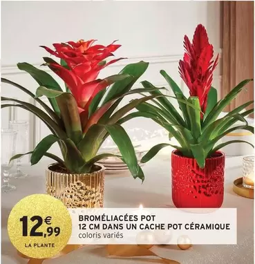 Broméliacés Pot 12 Cm Dans Un Cache Pot Céramique offre à 12,99€ sur Intermarché Express