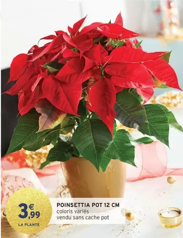 Poinsettia Pot 12 Cm offre à 3,99€ sur Intermarché