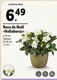 Rose De Noël Helleborus offre à 6,49€ sur Lidl