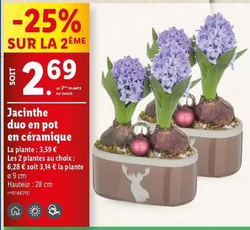 Jacinthe Duo En Pot En Céramique  offre à 2,69€ sur Lidl