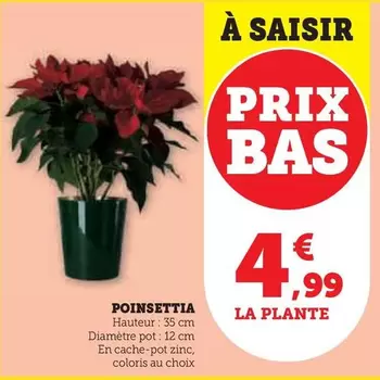 Poinsettia offre à 4,99€ sur Hyper U