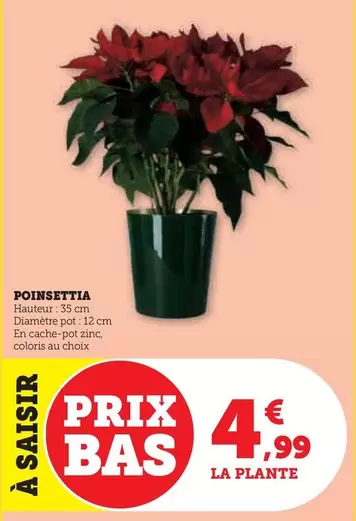 Poinsettia offre à 4,99€ sur U Express