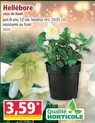 Hellébore offre à 3,59€ sur Norma