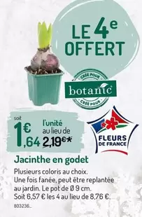 Jacinthe En Godet offre à 1,64€ sur Botanic