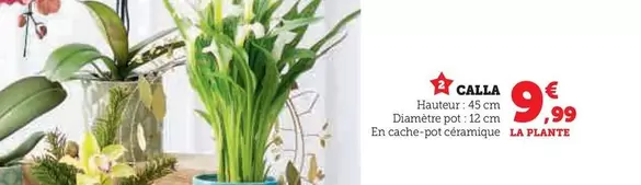 Plantes à fleurs offre sur Super U