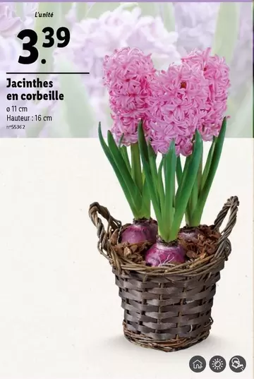 Jacinthes En Corbeille offre à 3,39€ sur Lidl