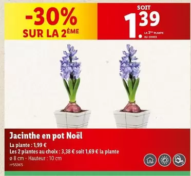 Jacinthe En Pot Noël offre à 1,99€ sur Lidl