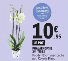 Phalaenopsis 3/4 Tiges offre à 10,95€ sur E.Leclerc