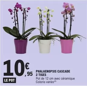 Phalaenopsis Cascade 2 Tiges offre à 10,95€ sur E.Leclerc