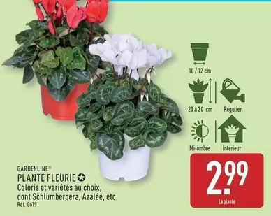 Plante Fleurie offre à 2,99€ sur Aldi