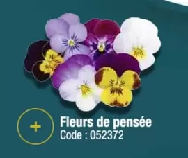 Fleurs De Pensée offre sur Promocash