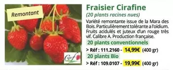 Fraisier Cirafine offre à 14,99€ sur Magellan