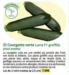 Courgette Verte F 1 Greffée offre à 7,99€ sur Magellan
