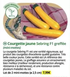 Courgette Jaune Sebring F4 Greffée offre à 7,99€ sur Magellan