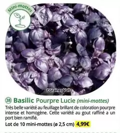 Basilic Pourpre Lucie offre à 4,99€ sur Magellan