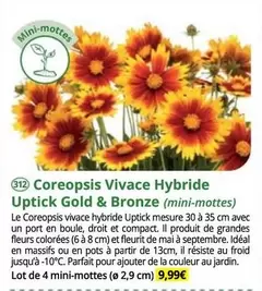 Coreopsis Vivace Hybride Uptick Gold & Bronze offre à 9,99€ sur Magellan