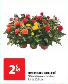 Mini Rosier Pailleté offre à 2,49€ sur Auchan Hypermarché