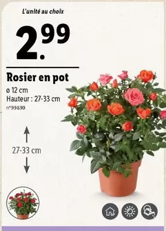 Rosier En Pot offre à 2,99€ sur Lidl