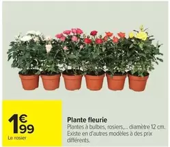 Plante Fleurie offre à 1,99€ sur Carrefour Contact