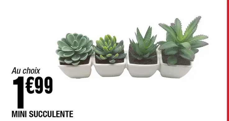 Mini Succulente offre à 1,99€ sur La Foir'Fouille