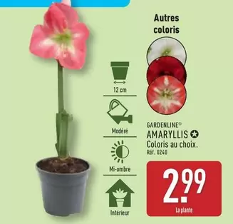 Amaryllis offre à 2,99€ sur Aldi