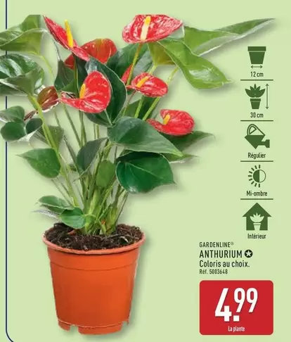 Anthurium offre à 4,99€ sur Aldi