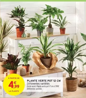 Plante Verte Pot 12 Cm offre à 4,99€ sur Intermarché