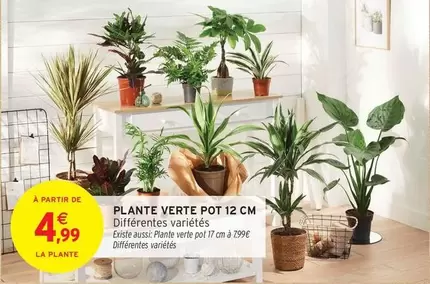 Plante Verte Pot 12 Cm offre à 4,99€ sur Intermarché