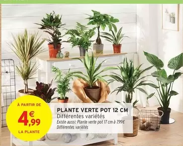 Plante Verte Pot 12 Cm offre à 4,99€ sur Intermarché Hyper