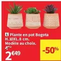 Plante En Pot H.10xl.8 Cm. offre à 2,49€ sur Conforama