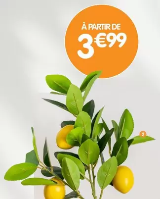 Citronnier offre à 3,99€ sur B&M