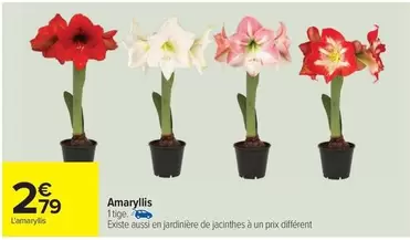 Amaryllis offre à 2,79€ sur Carrefour Contact