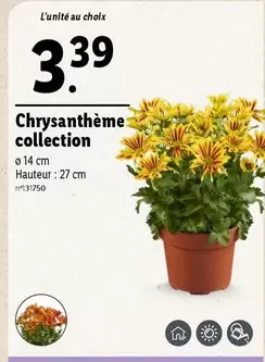 Chrysanthème Collection offre à 3,39€ sur Lidl