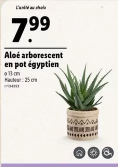 Aloé Arborescent En Pot Égyptien offre à 7,99€ sur Lidl