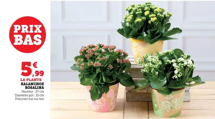 Kalanchoe Rosalina offre à 5,99€ sur Hyper U