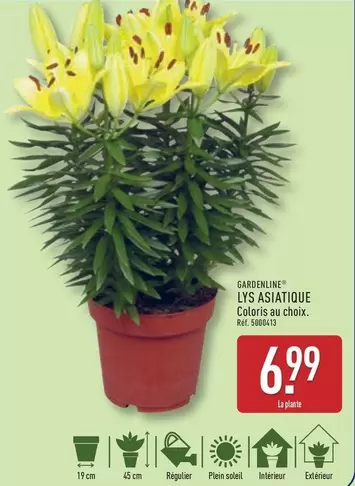 Lys Asiatique offre à 6,99€ sur Aldi