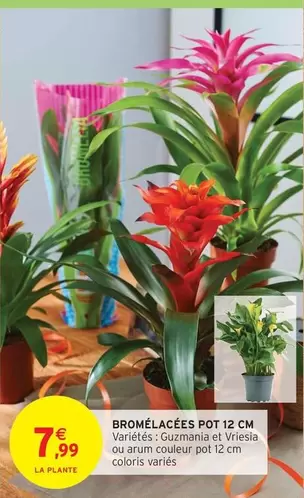 Bromelacées Pot 12 Cm offre à 7,99€ sur Intermarché