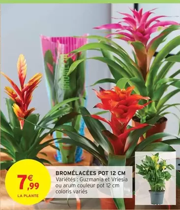 Bromelacées Pot 12 Cm offre à 7,99€ sur Intermarché Hyper