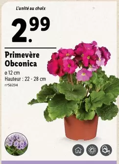 Primevère Obconica offre à 2,99€ sur Lidl