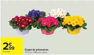 Coupe De Primevères offre à 2,99€ sur Carrefour Contact