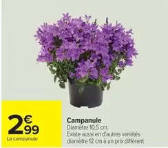 Campanule offre à 2,99€ sur Carrefour Contact