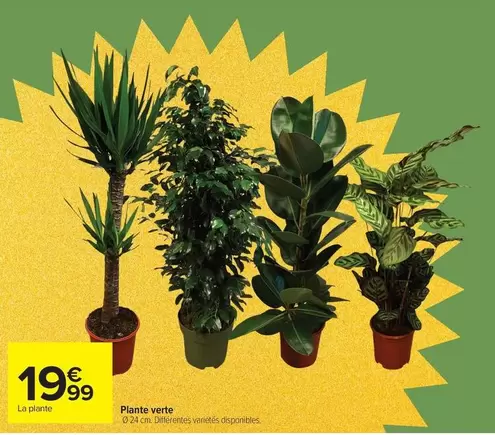 Plante Verte offre à 19,99€ sur Carrefour Contact