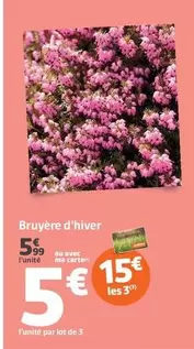 Bruyère D'hiver offre à 5,99€ sur Jardiland