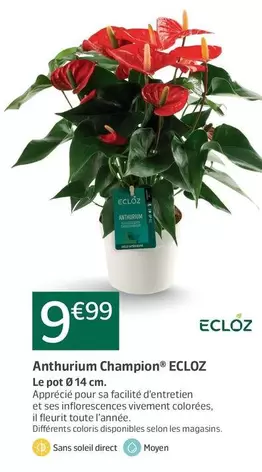 Ecloz - Anthurium Champion offre à 9,99€ sur Jardiland