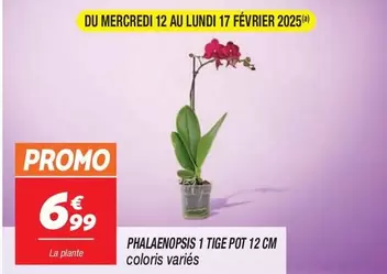 Promo - Phalaenopsis 1 Tige Pot 12 Cm offre à 6,99€ sur Netto