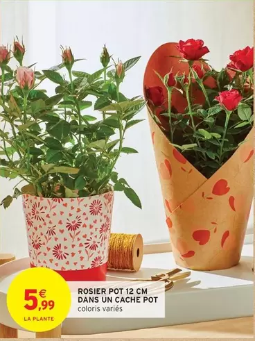 Rosier Pot Dans Un Cache Pot offre à 5,99€ sur Intermarché Contact