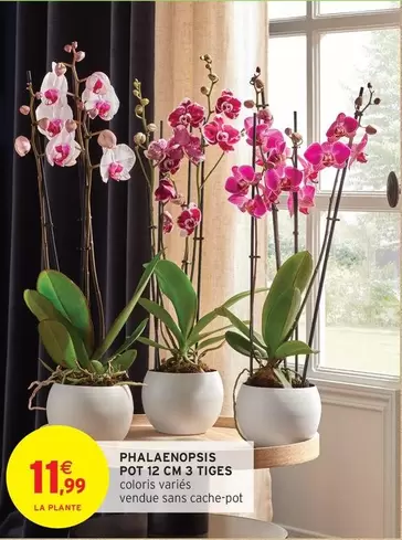 Phalaenopsis Pot 3 Tiges offre à 11,99€ sur Intermarché Contact