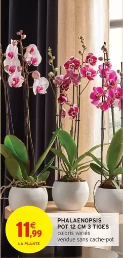 Phalaenopsis Pot 12 Cm 3 Tiges offre à 11,99€ sur Intermarché Contact