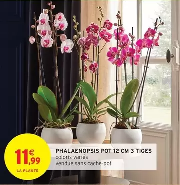 Phalaenopsis Pot 12 Cm 3 Tiges offre à 11,99€ sur Intermarché