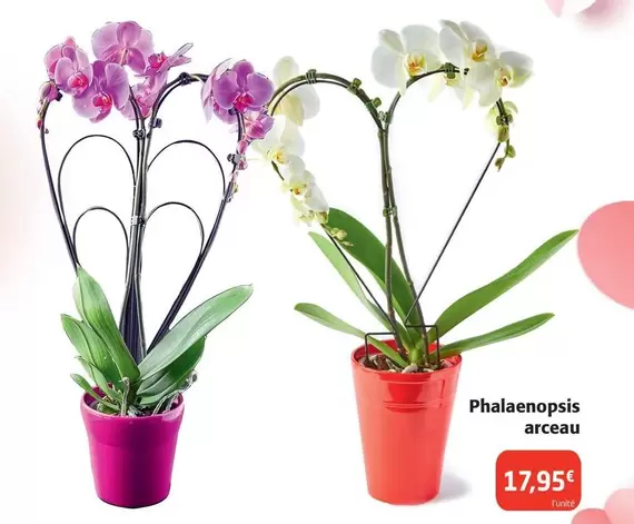 Phalaenopsis Arceau offre à 17,95€ sur Colruyt